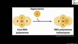 Advance Transcription