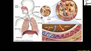 Properties of Respiratory Surfaces