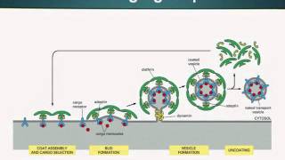 BIO201_Topic037