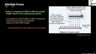 DNA/RNA Probes