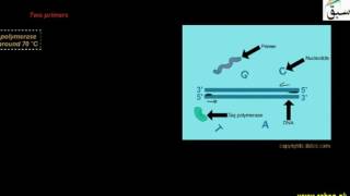 Components of PCR