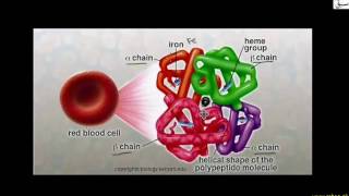 Haemoglobin