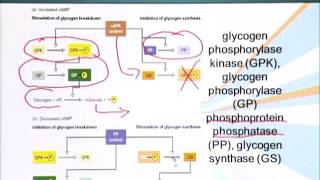 BIO201_Topic105