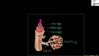 Blood Vessels, Arteries