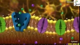 Nerve Impluse and Resting and Active Membrane Potential