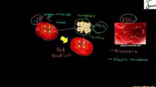 Blood Cells