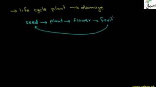Effect of Ozone Depletion