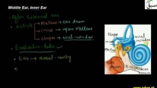 Middle Ear, Inner Ear