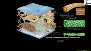 Cytoskeleton