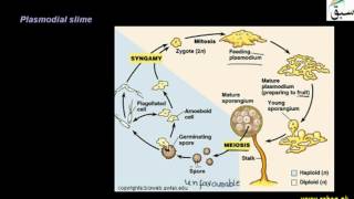 Fungi like Protists: Myxomycota