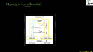 Types of Coordination