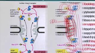 BIO201_Topic152