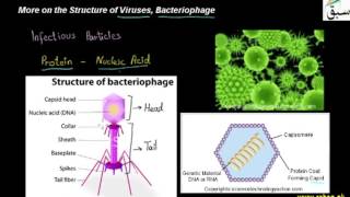 More on Structure of Viruses, Bacteriophage