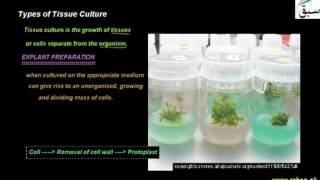 Tissue Culture Classification