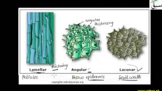 Collenchyma Tissues