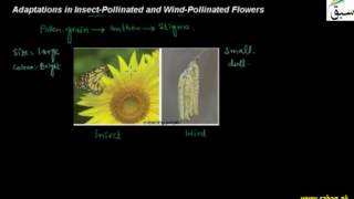 Adaptations in Insect-Pollinated and wind-Pollinated Flowers