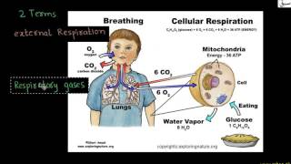 Respiration