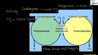 Photorespiration
