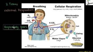 Respiration