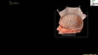 Components of Nervous System, Brain