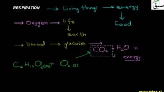 Respiration