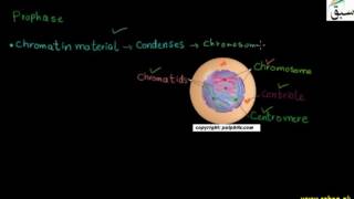 Mitosis, Karyokinesis, Cytokinesis,Prophase