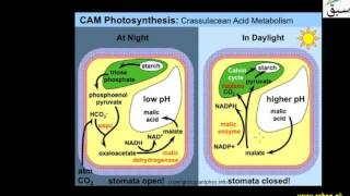 CAM plants