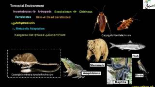 Terrestrial Enviroments
