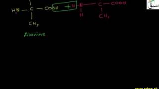 Aminoacids as Building Block of Protein