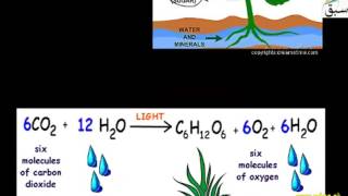 More on Photosynthesis