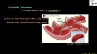 Blood Cells and Cell Like Bodies