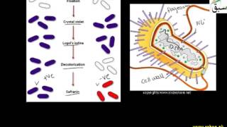 Cell Wall of Bacteria