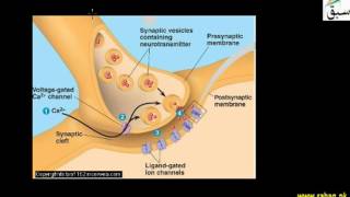 Synapse