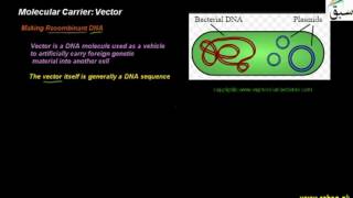 Molecular Carrier: Vector
