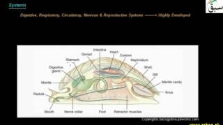 More on Phylum Mollusca