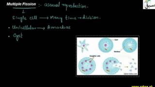 Multiple Fission
