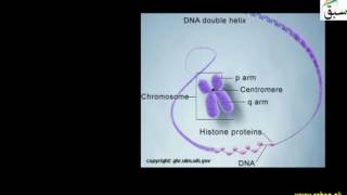 Chromosomes, Nucleolus