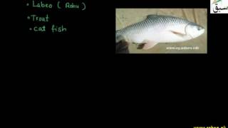 Class Pisces, Fishes, Rohu