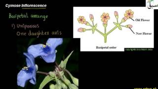 Cymose Inflorescence