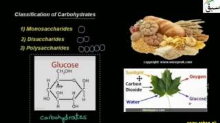 Classification of Carbohydrates