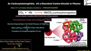 As Carboxyhaemoglobin, AS a Dissolved Carbon Dioxide in Plasma