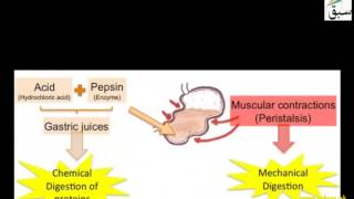 Mechanical and Chemical Digestion