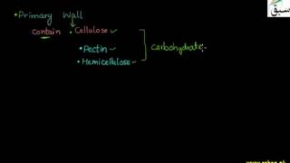 More on Cell wall