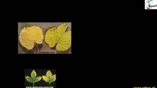 Role of Nitrogen and Magnesium