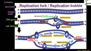 Mechanism of DNA Replication