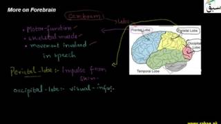 More on Forebrain