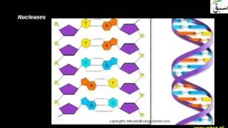 Nomenclature of Enzymes