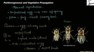 Parthenogenisis, Vegetative Propagation