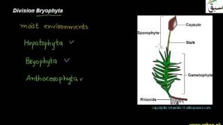 Division Bryophyta