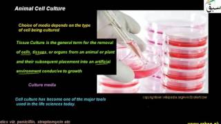 Animal Cell Culture